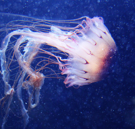 second-jellyfish second-jellyfish
