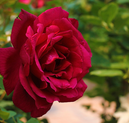 9blog rose2 9blog rose2