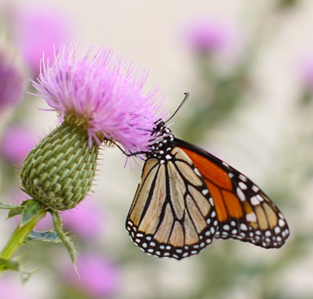 butterfly-on-thistle butterfly-on-thistle