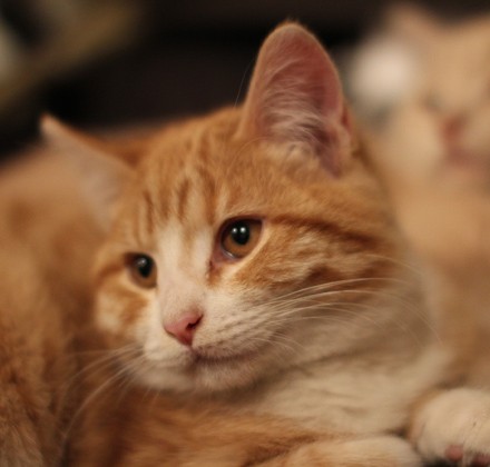 kittens