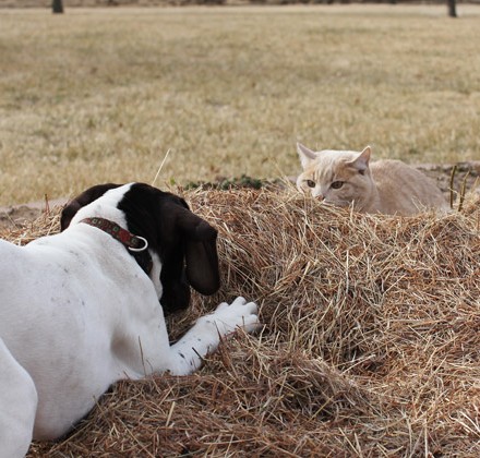 11blog-puppy-plays-with-cat