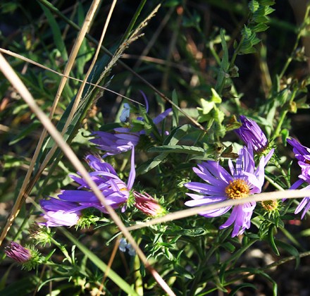 purple-wildflower-in-sun