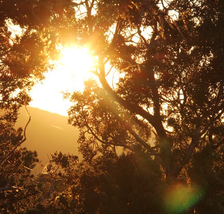 sun-flare-through-trees