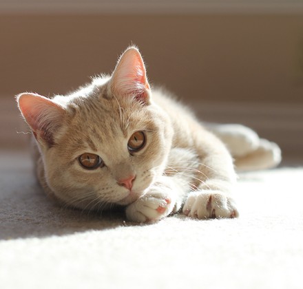c2blog-kitten-in-sunlight