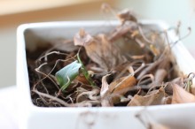 new-plant-growth-among-old new-plant-growth-among-old
