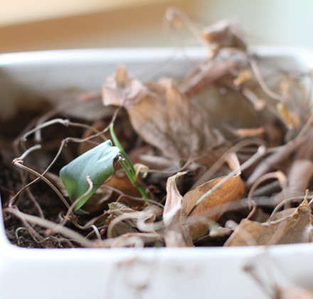 new-plant-growth-among-old