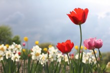 tulips tulips