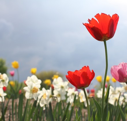 tulips tulips