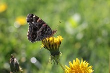 1 butterfly on dandelion 1 butterfly on dandelion