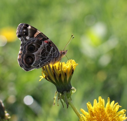 1 butterfly on dandelion
