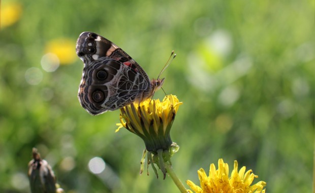 1 butterfly on dandelion