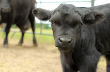 9 calf-with-cow 9 calf-with-cow