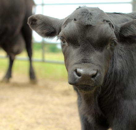 9 calf-with-cow
