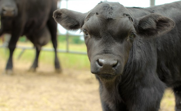 9 calf-with-cow