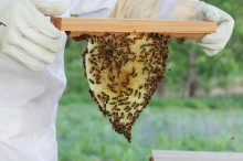 beekeeping-featured beekeeping-featured
