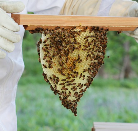 beekeeping-featured