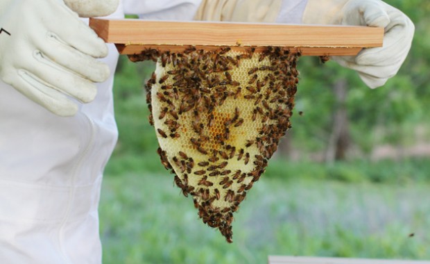 beekeeping-featured