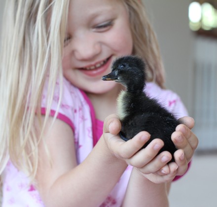 girl-holding-duckling
